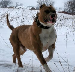 Photo of the dog