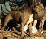 Photo of the dog