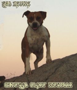 Photo of the dog