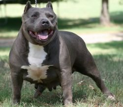 Photo of the dog