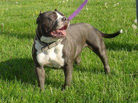 Photo of the dog