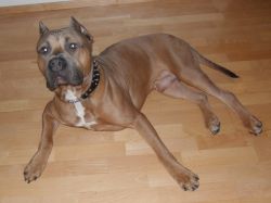 Photo of the dog