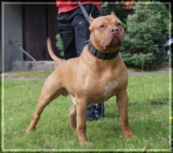 Photo of the dog