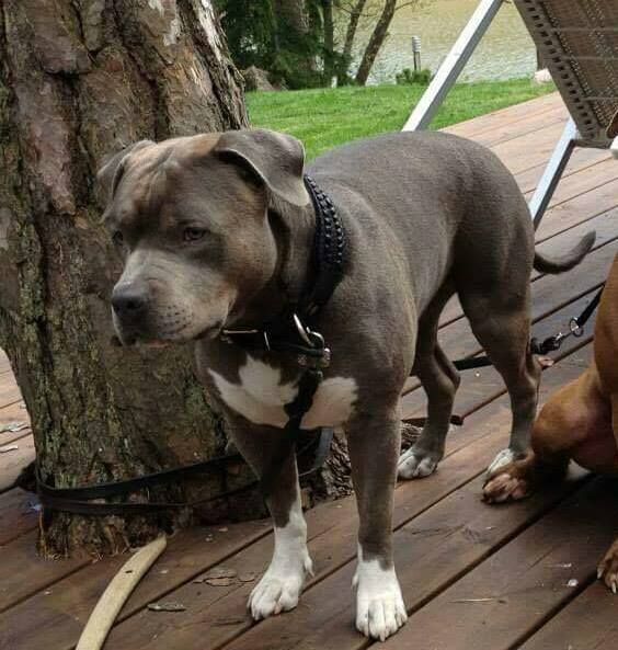 Photo of the dog