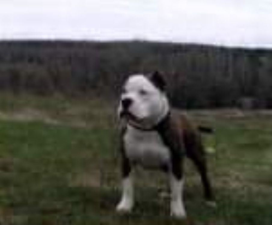Photo of the dog