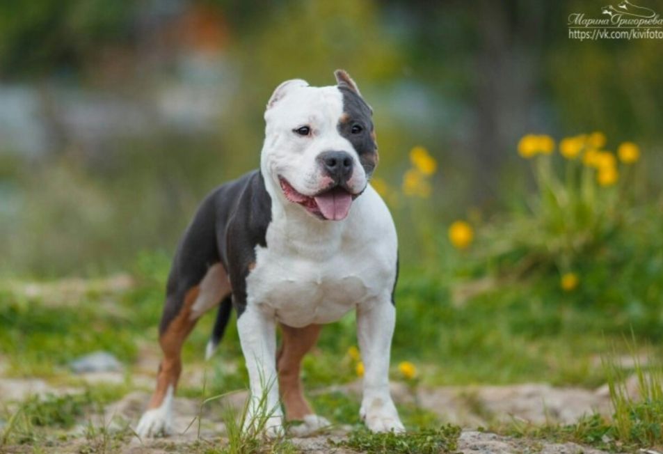 Photo of the dog