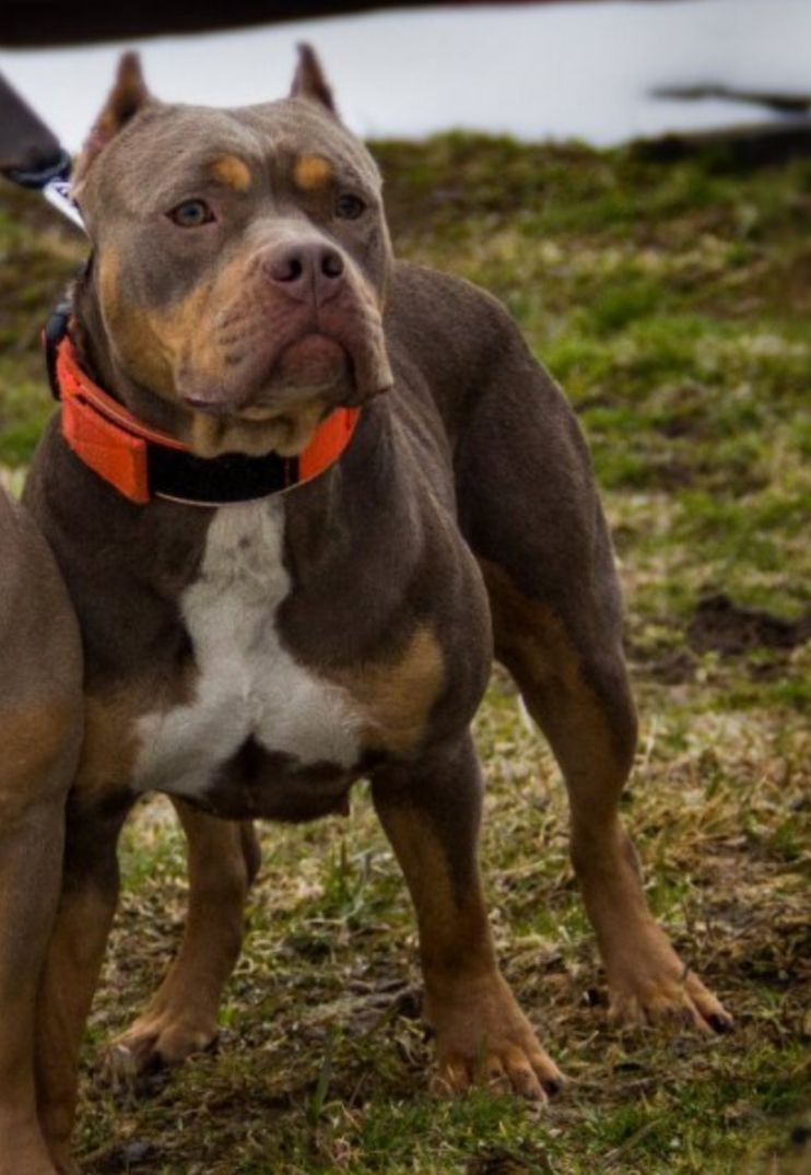 Photo of the dog