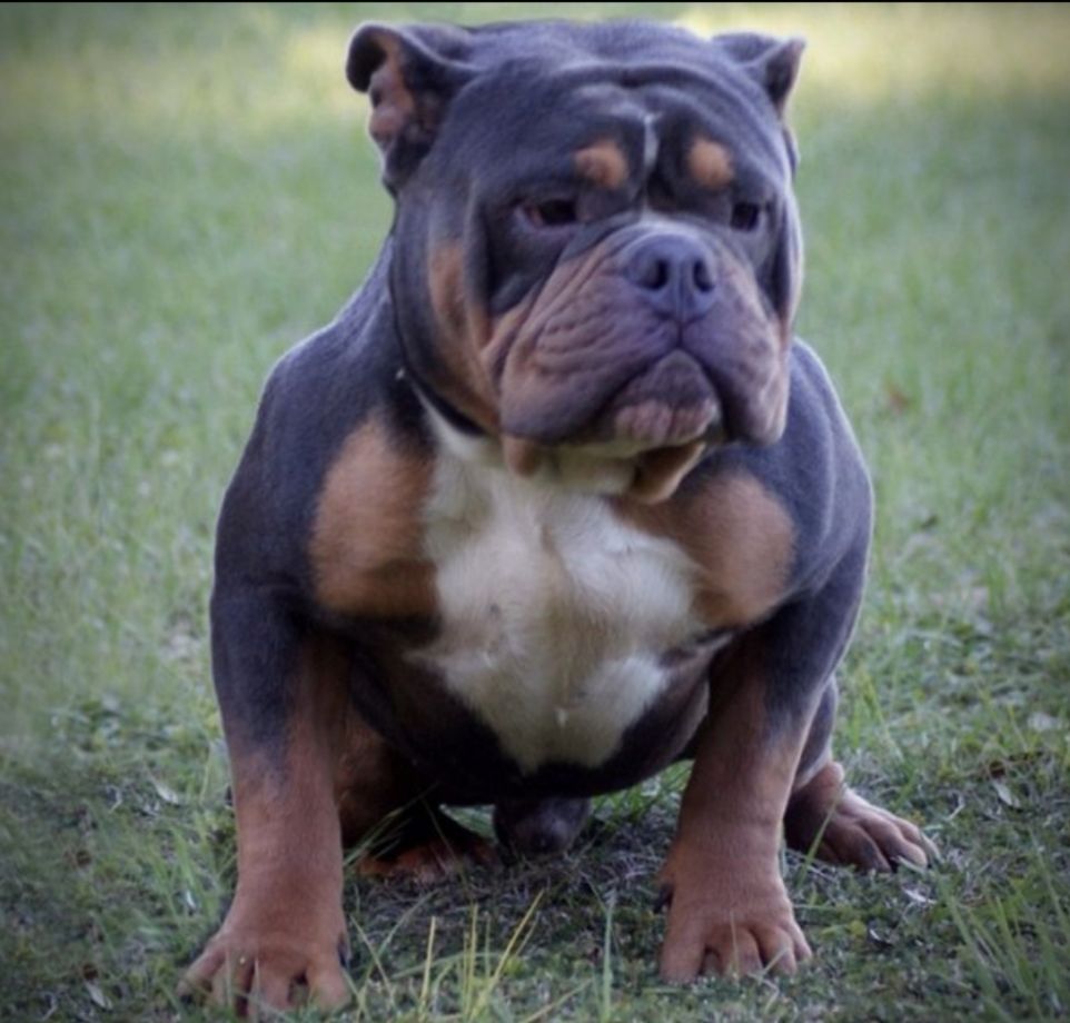 Photo of the dog