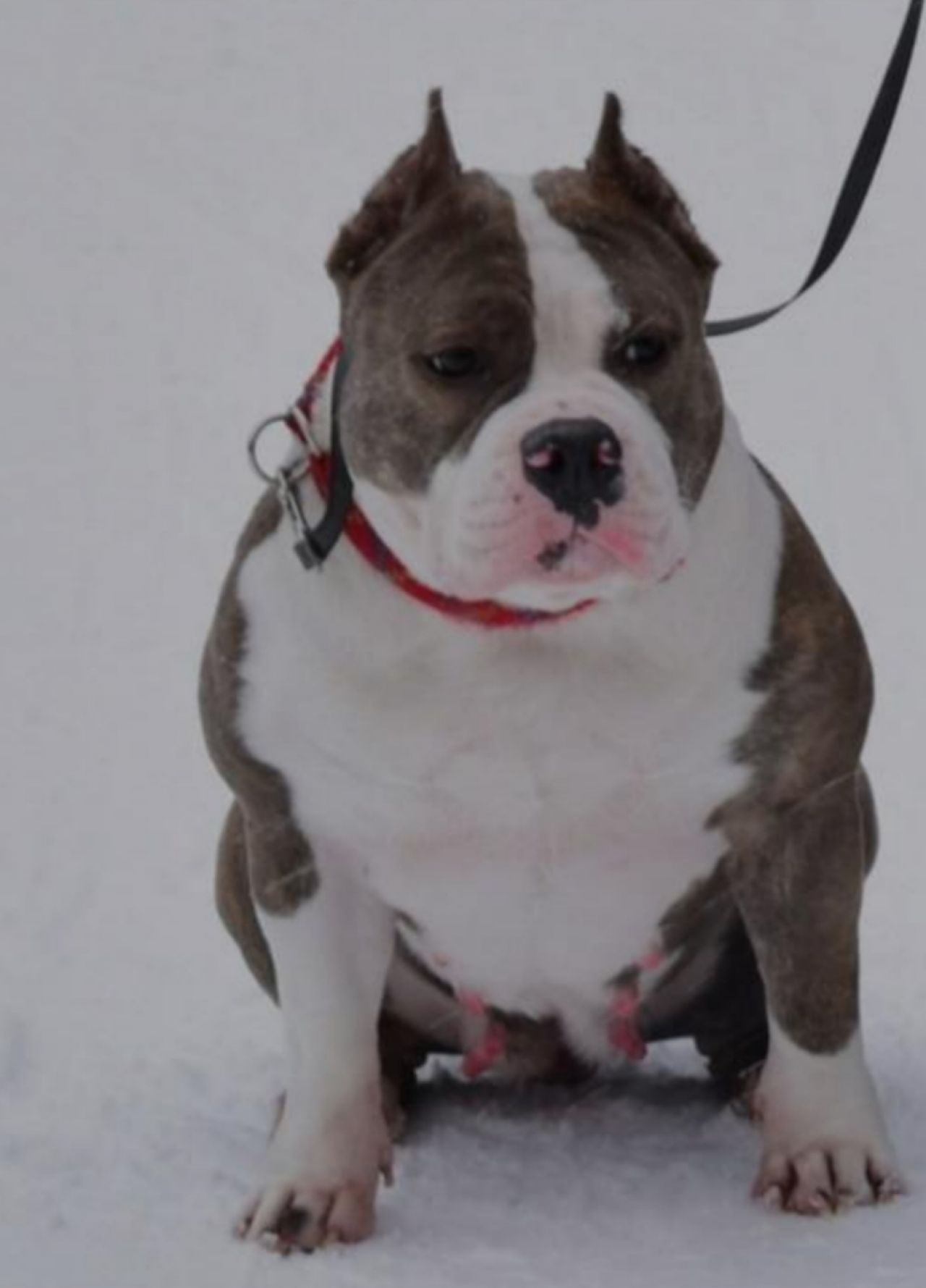 Photo of the dog