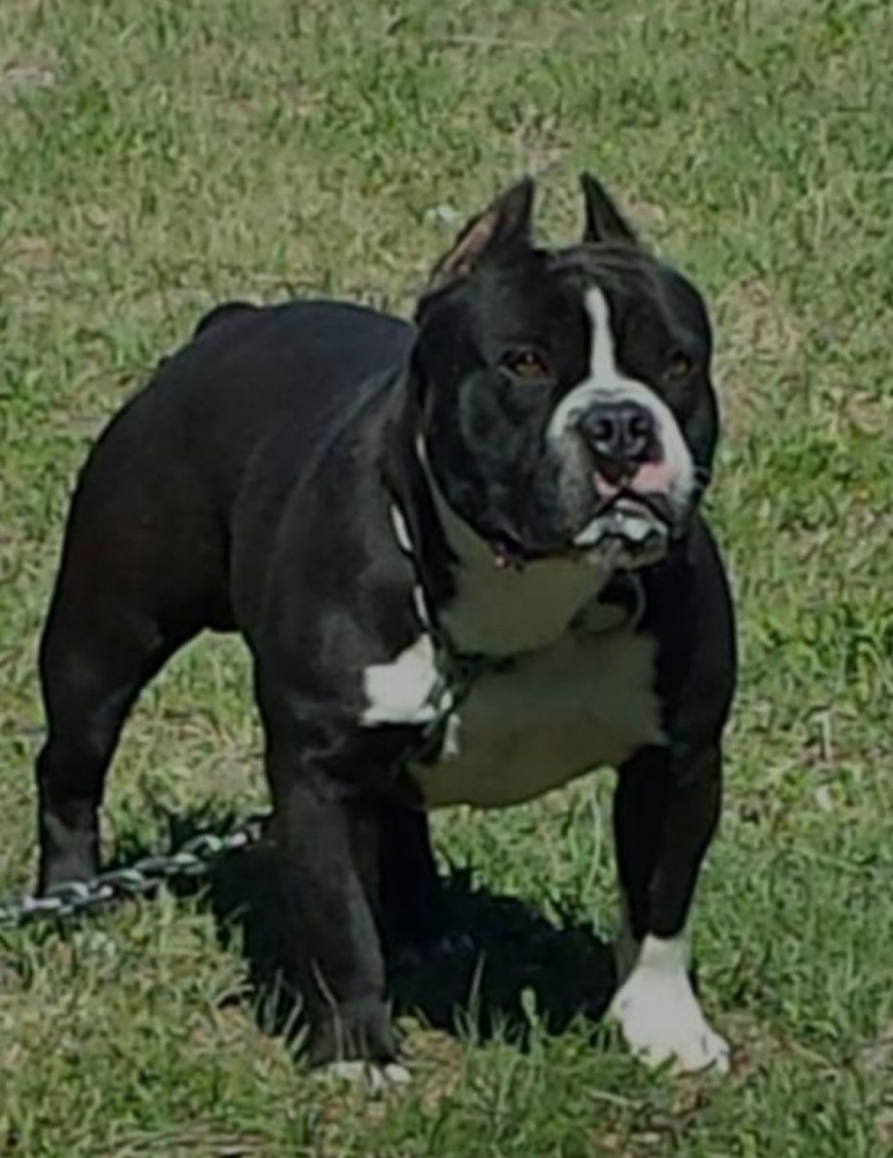Photo of the dog
