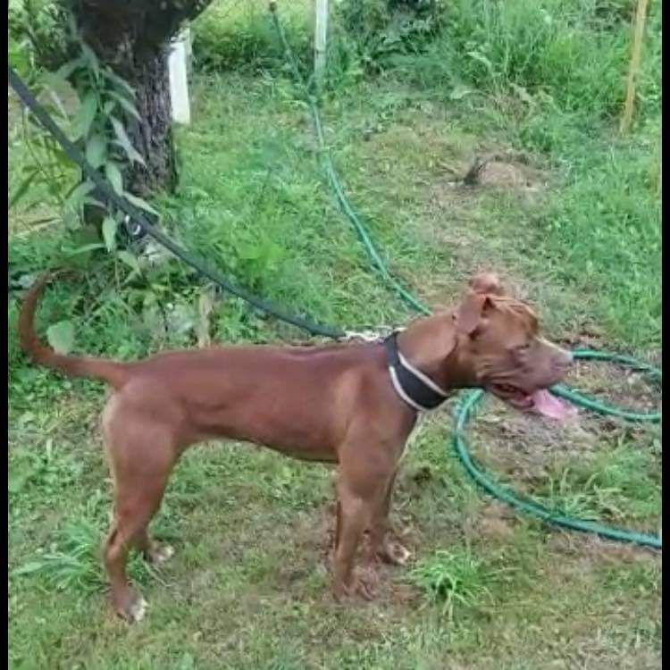 Photo of the dog