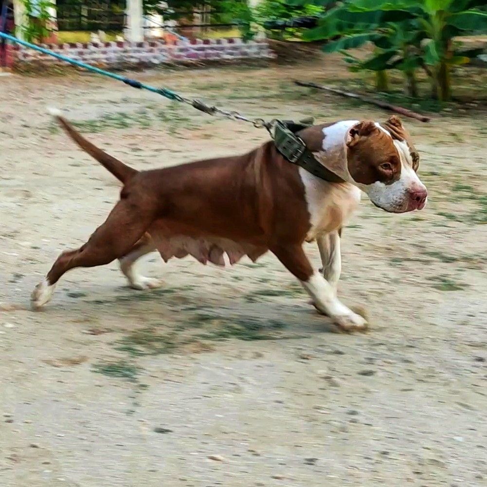 Photo of the dog