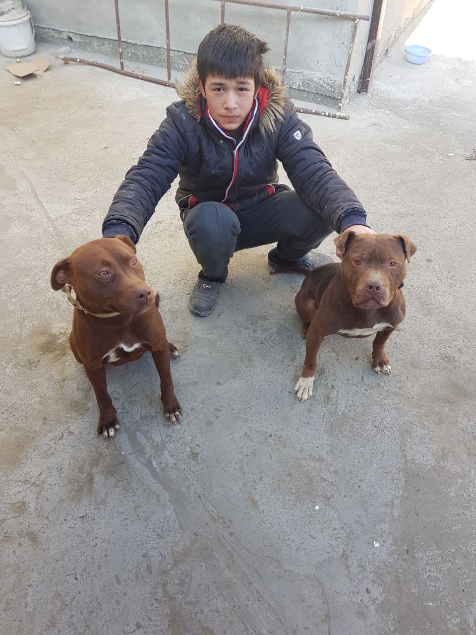 Photo of the dog