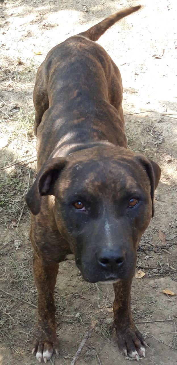 Photo of the dog