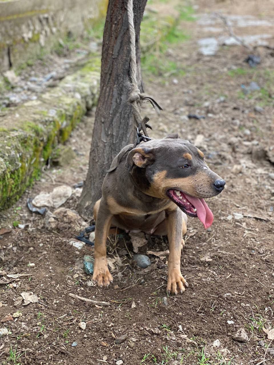 Photo of the dog