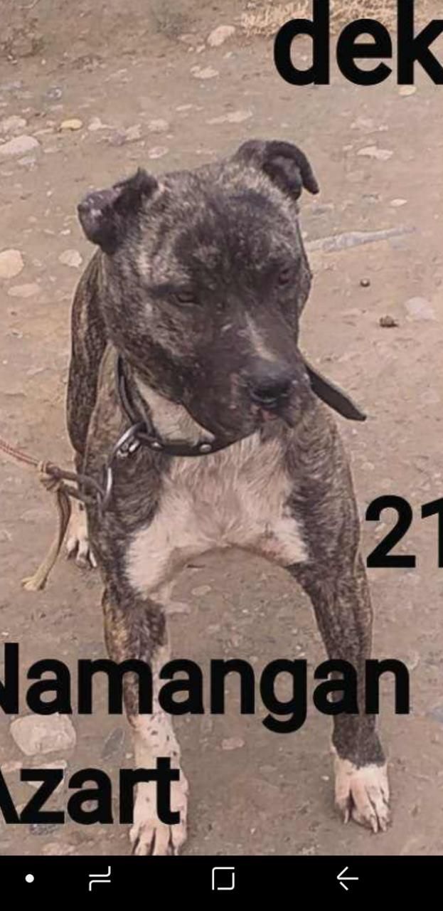 Photo of the dog