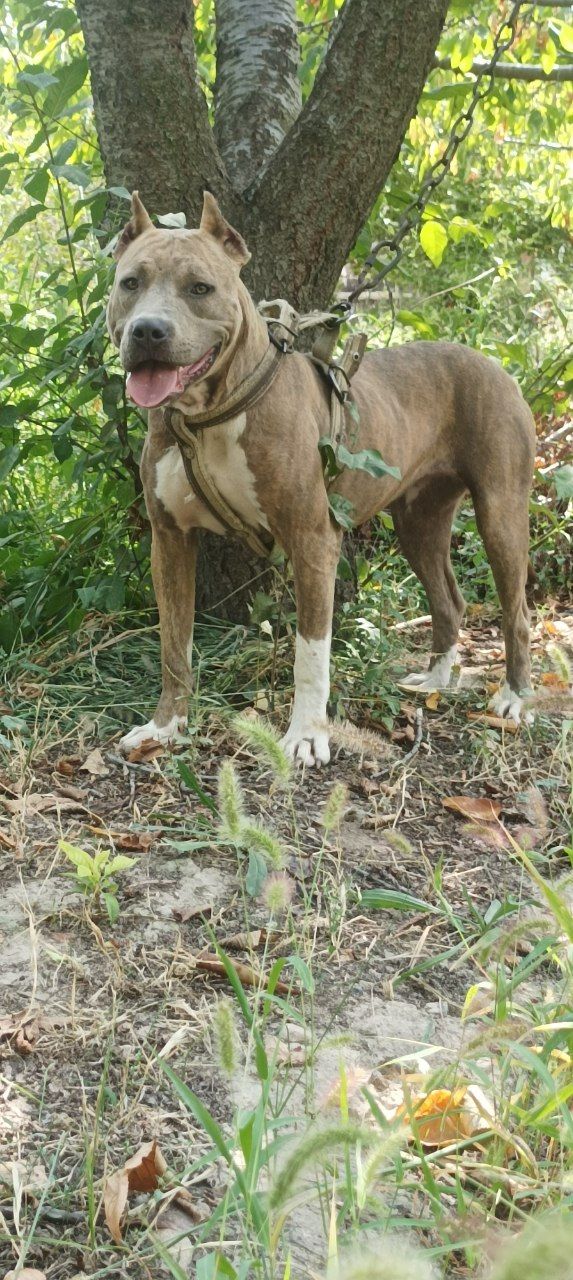 Photo of the dog