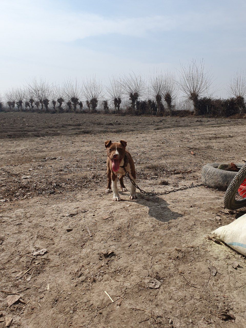 Photo of the dog