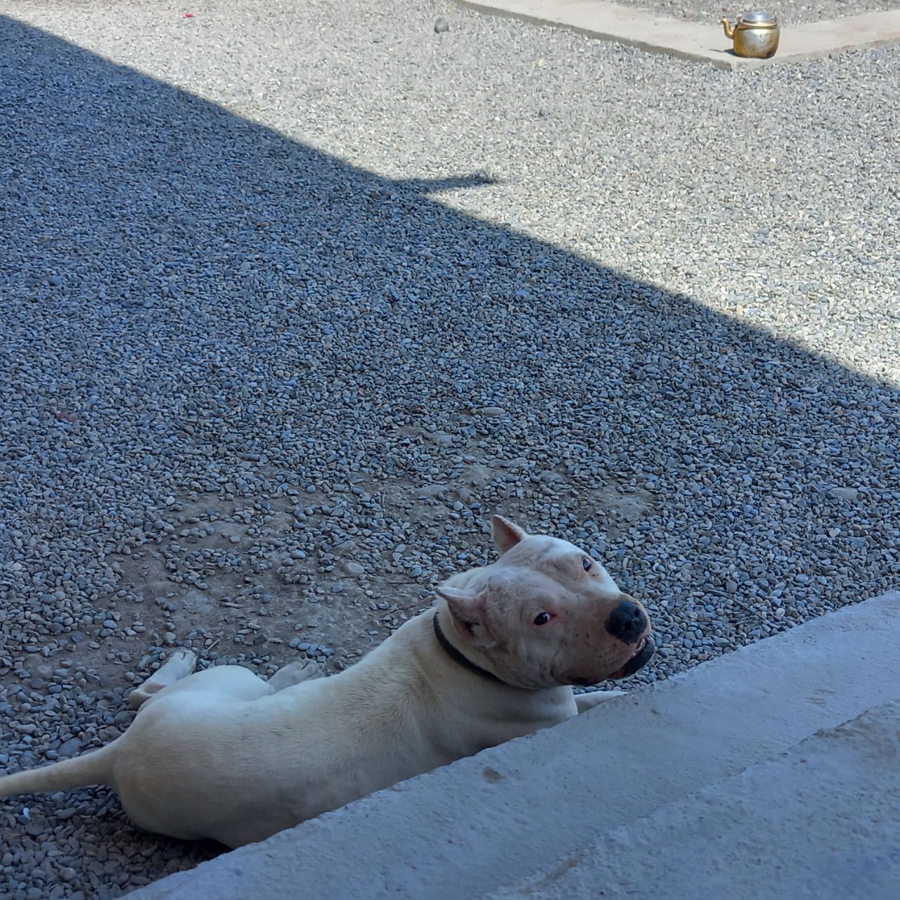 Photo of the dog