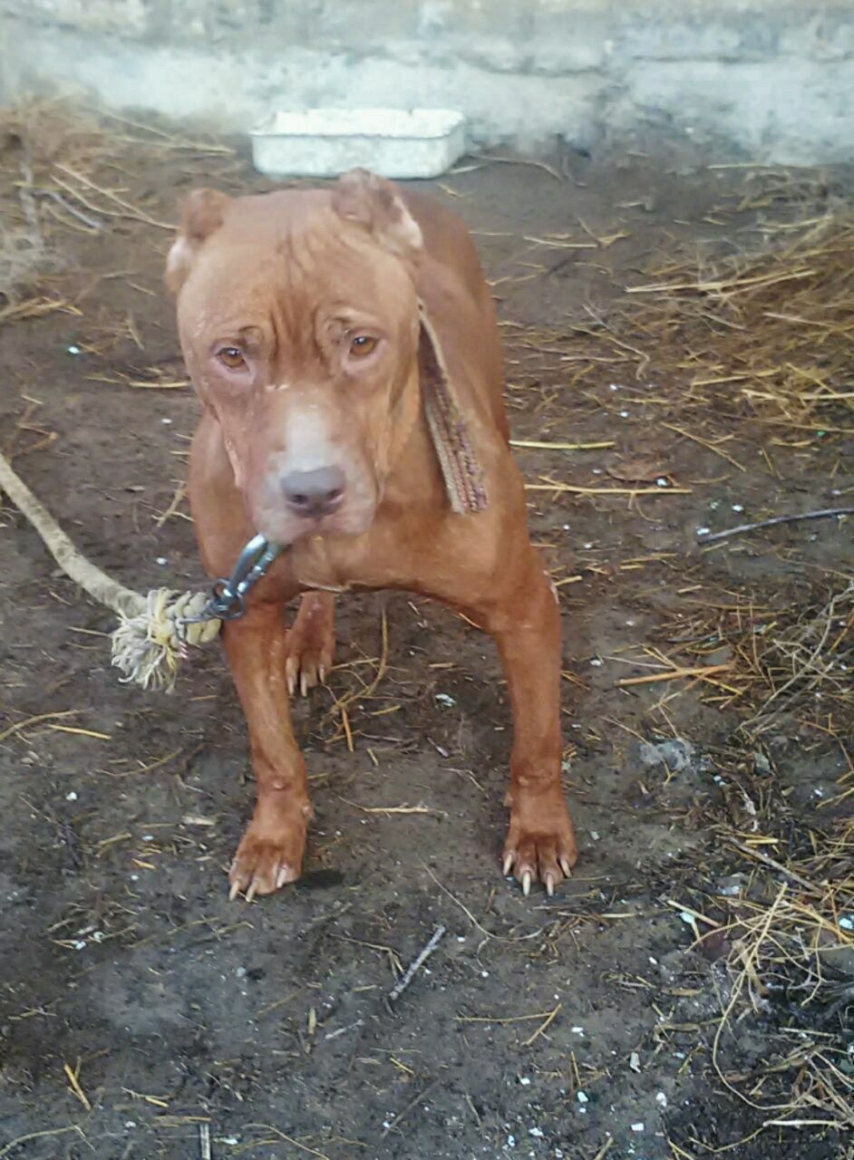 Photo of the dog