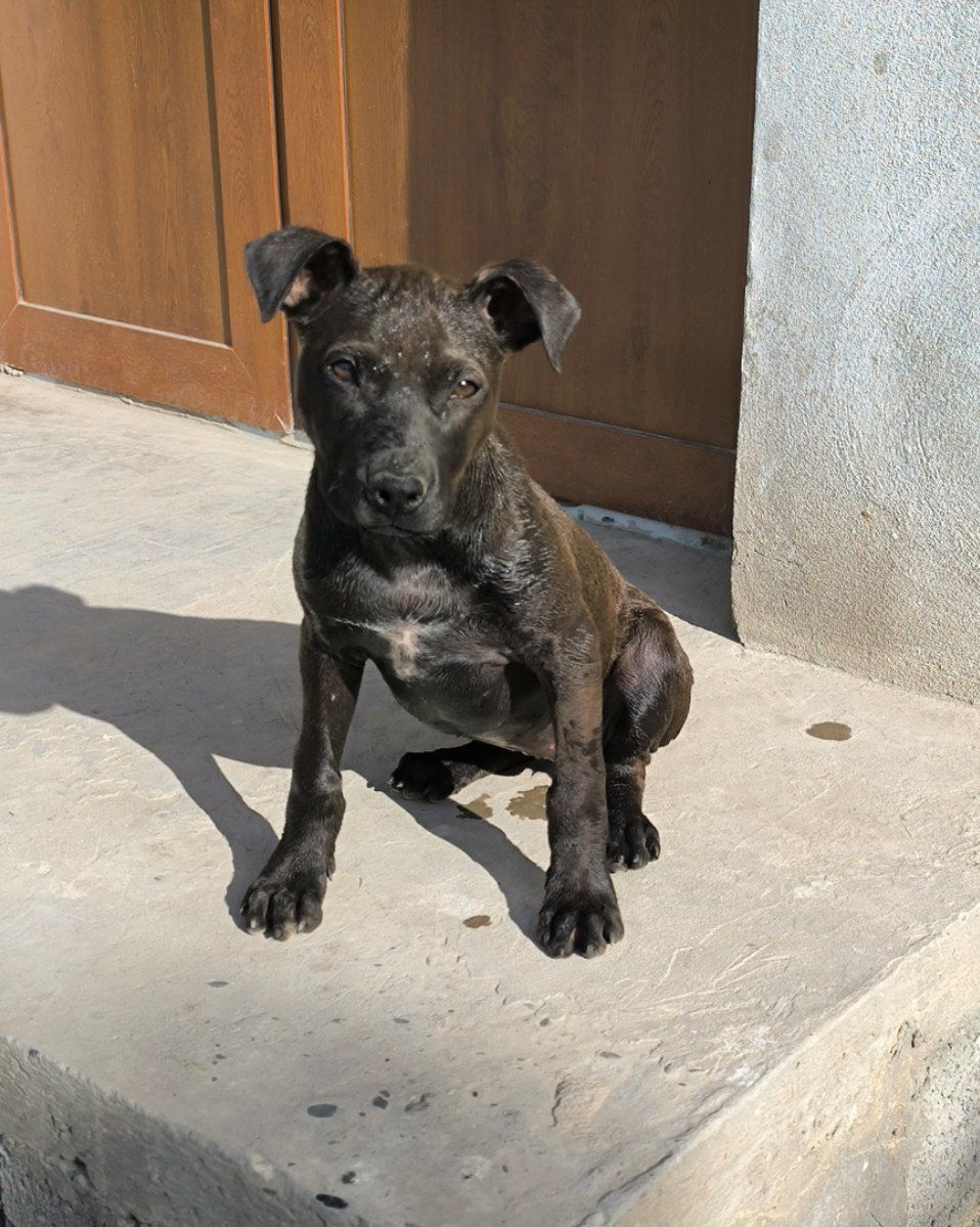 Photo of the dog