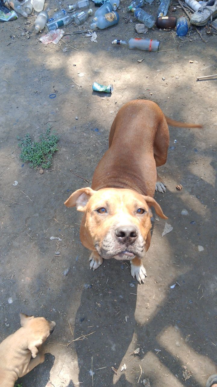Photo of the dog
