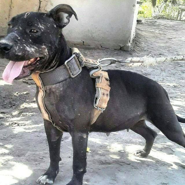 Photo of the dog