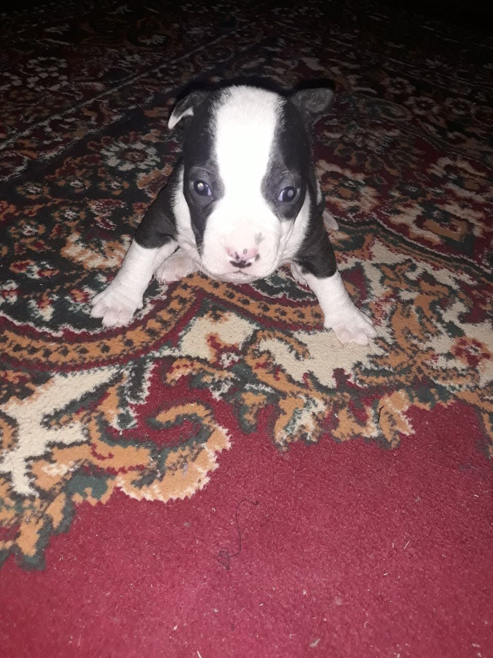 Photo of the dog