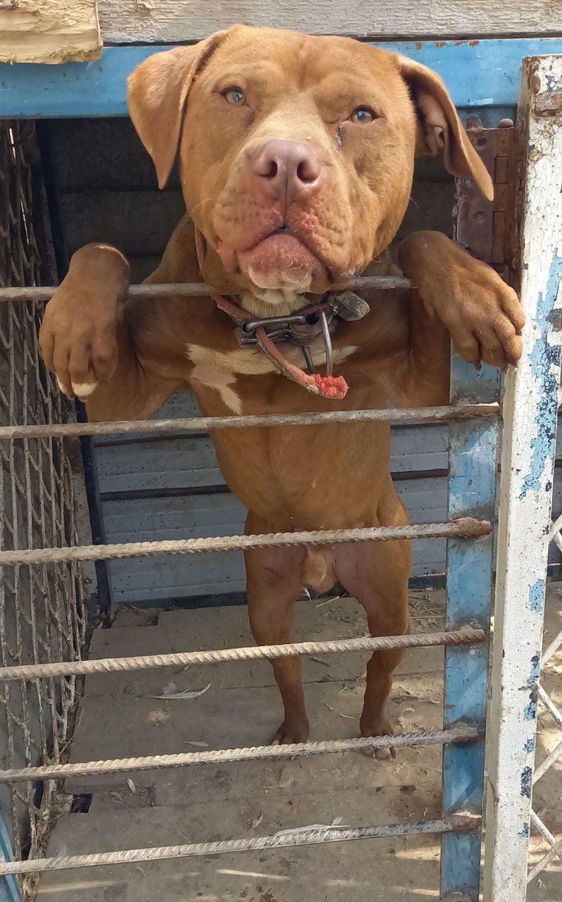 Photo of the dog