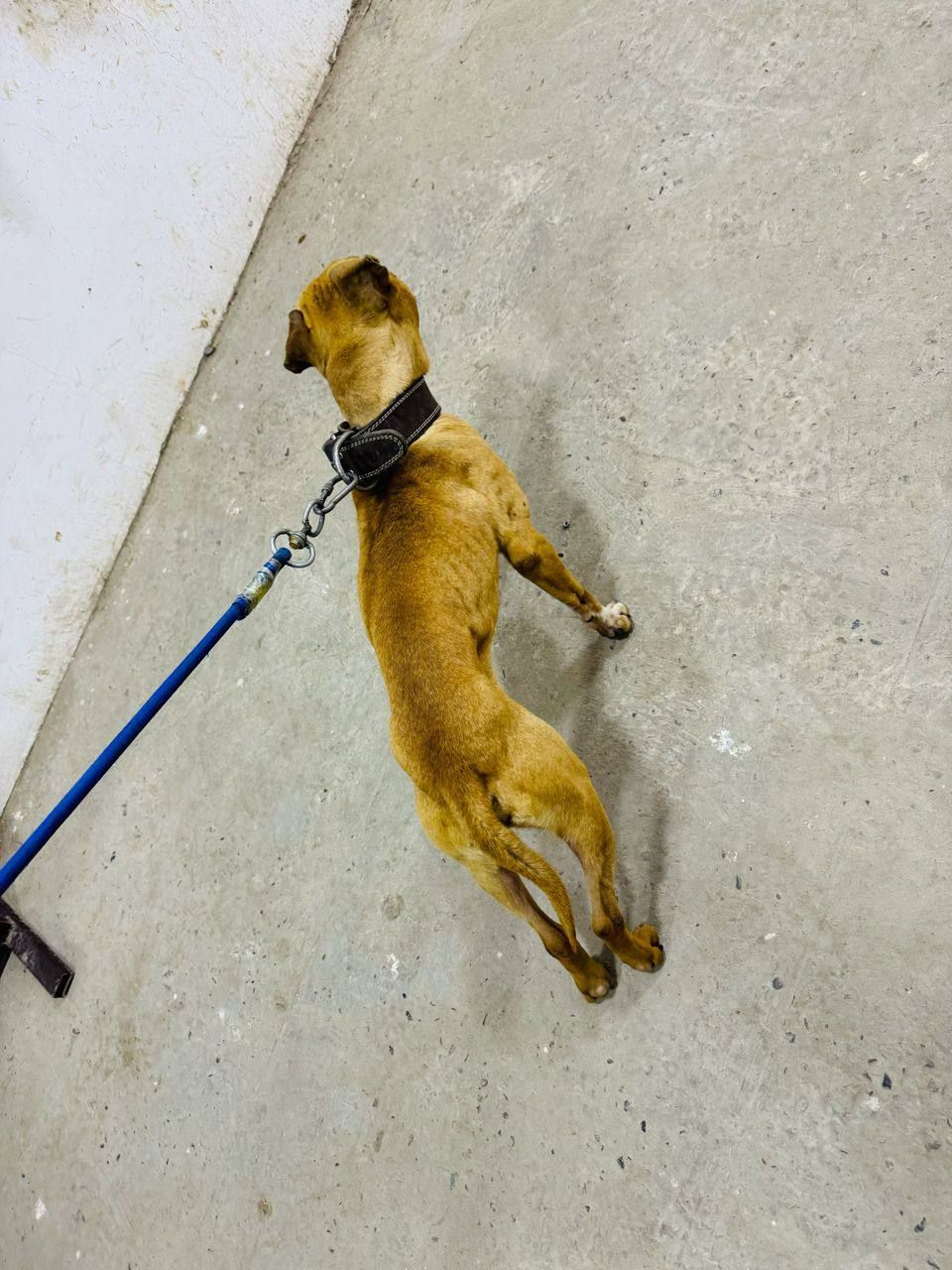 Photo of the dog