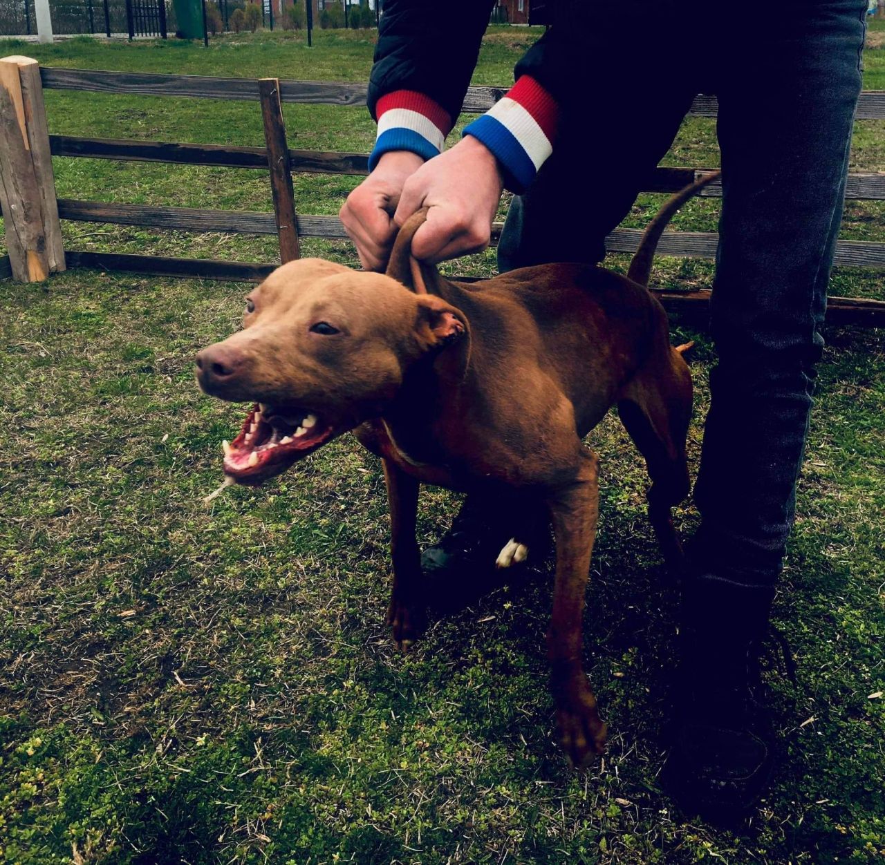 Photo of the dog