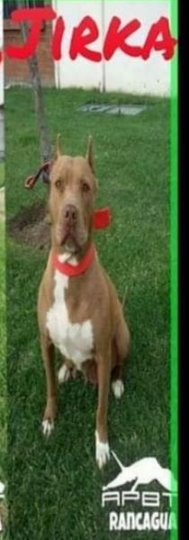 Photo of the dog