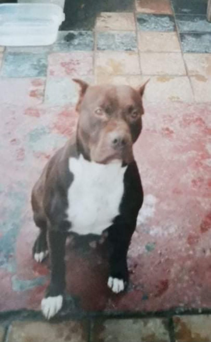 Photo of the dog