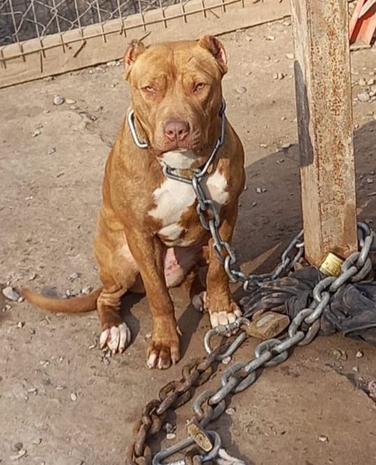 Photo of the dog