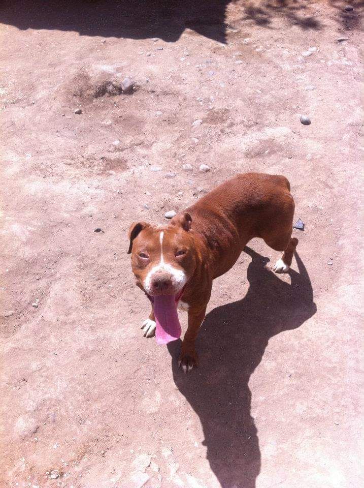 Photo of the dog