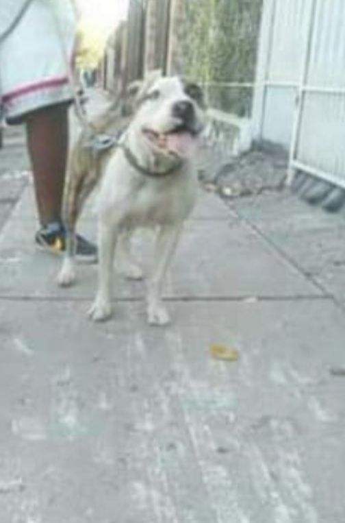 Photo of the dog