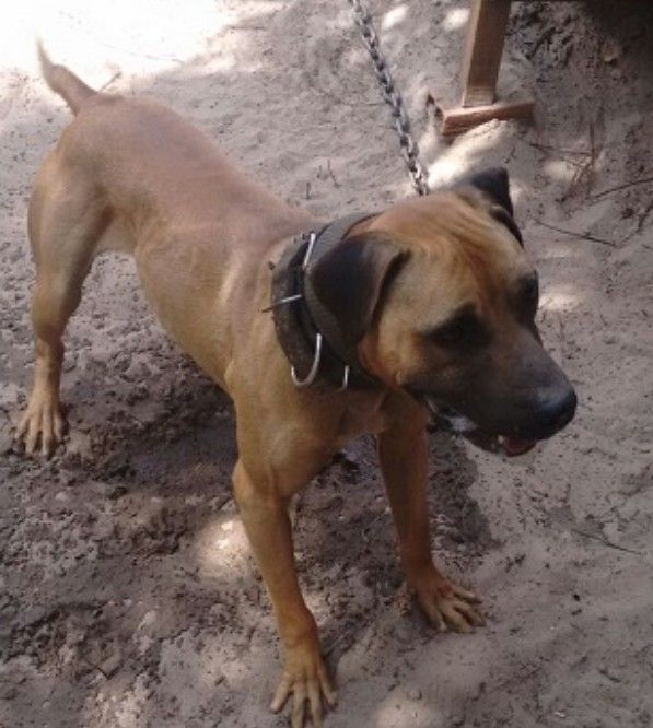 Photo of the dog
