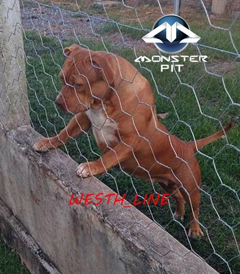 Photo of the dog