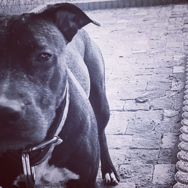 Photo of the dog