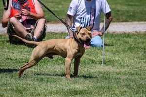 Photo of the dog