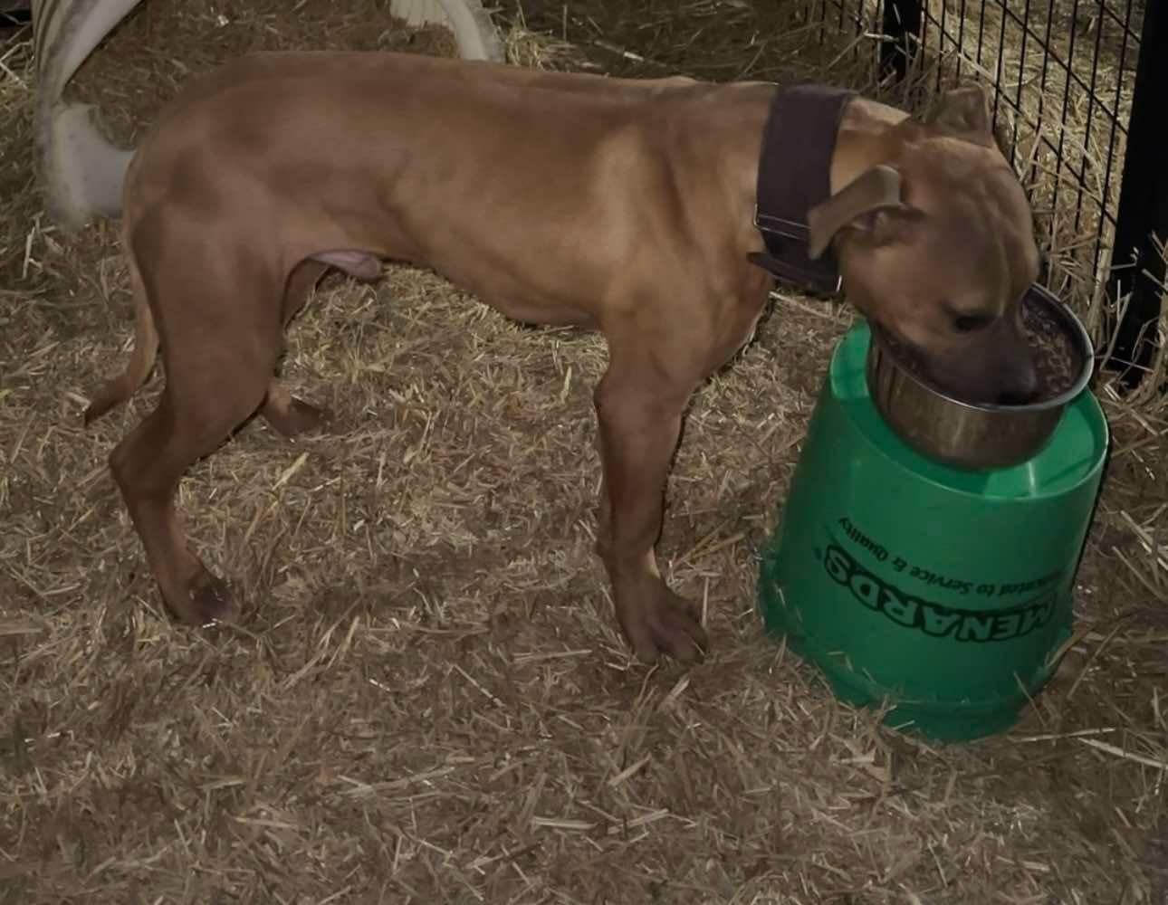 Photo of the dog