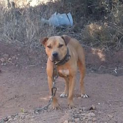 Photo of the dog