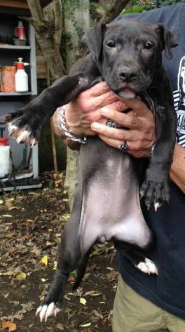 Photo of the dog