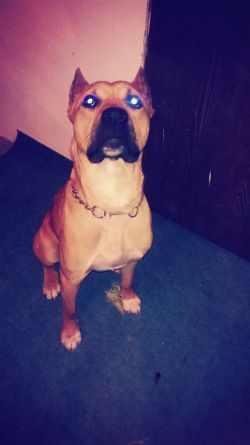 Photo of the dog