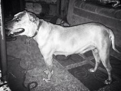 Photo of the dog