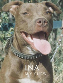Photo of the dog
