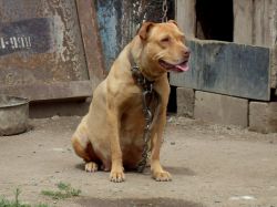 Photo of the dog