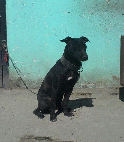 Photo of the dog