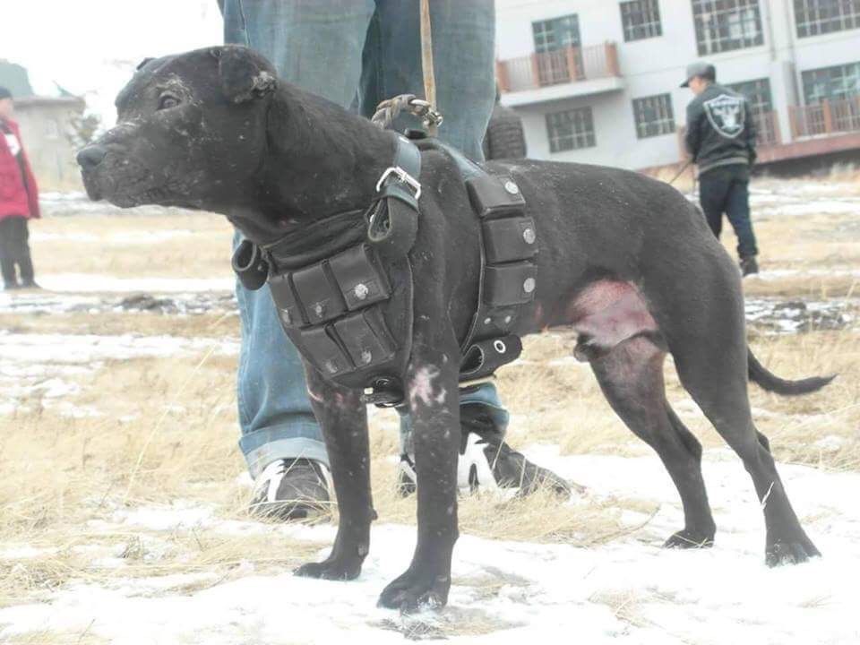 Photo of the dog