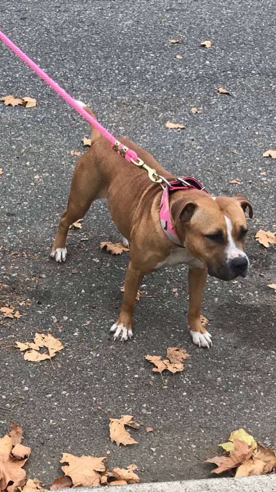 Photo of the dog